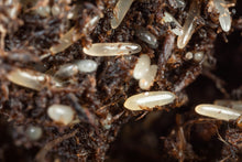 Load image into Gallery viewer, Live Crickets - Free Shipping