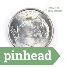 Load image into Gallery viewer, Live Crickets - Free Shipping