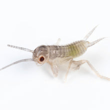 Load image into Gallery viewer, Live Crickets - Free Shipping