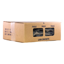 Load image into Gallery viewer, Live Crickets - Free Shipping