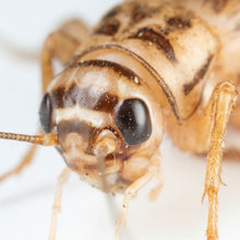 Load image into Gallery viewer, Live Crickets - Free Shipping
