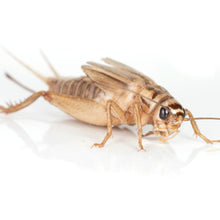 Load image into Gallery viewer, Live Crickets - Free Shipping