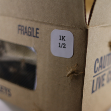 Load image into Gallery viewer, Live Crickets - Free Shipping
