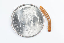 Load image into Gallery viewer, Superworms