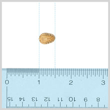 Load image into Gallery viewer, Discoid Roaches