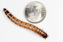 Load image into Gallery viewer, Superworms