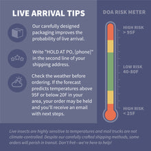 Load image into Gallery viewer, Live Crickets - Free Shipping