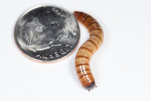 Load image into Gallery viewer, Superworms