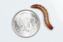 Load image into Gallery viewer, Superworms