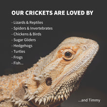 Load image into Gallery viewer, Live Crickets - Free Shipping