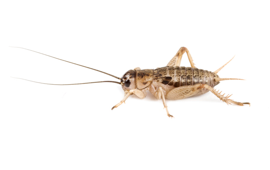 Caring for Live Crickets