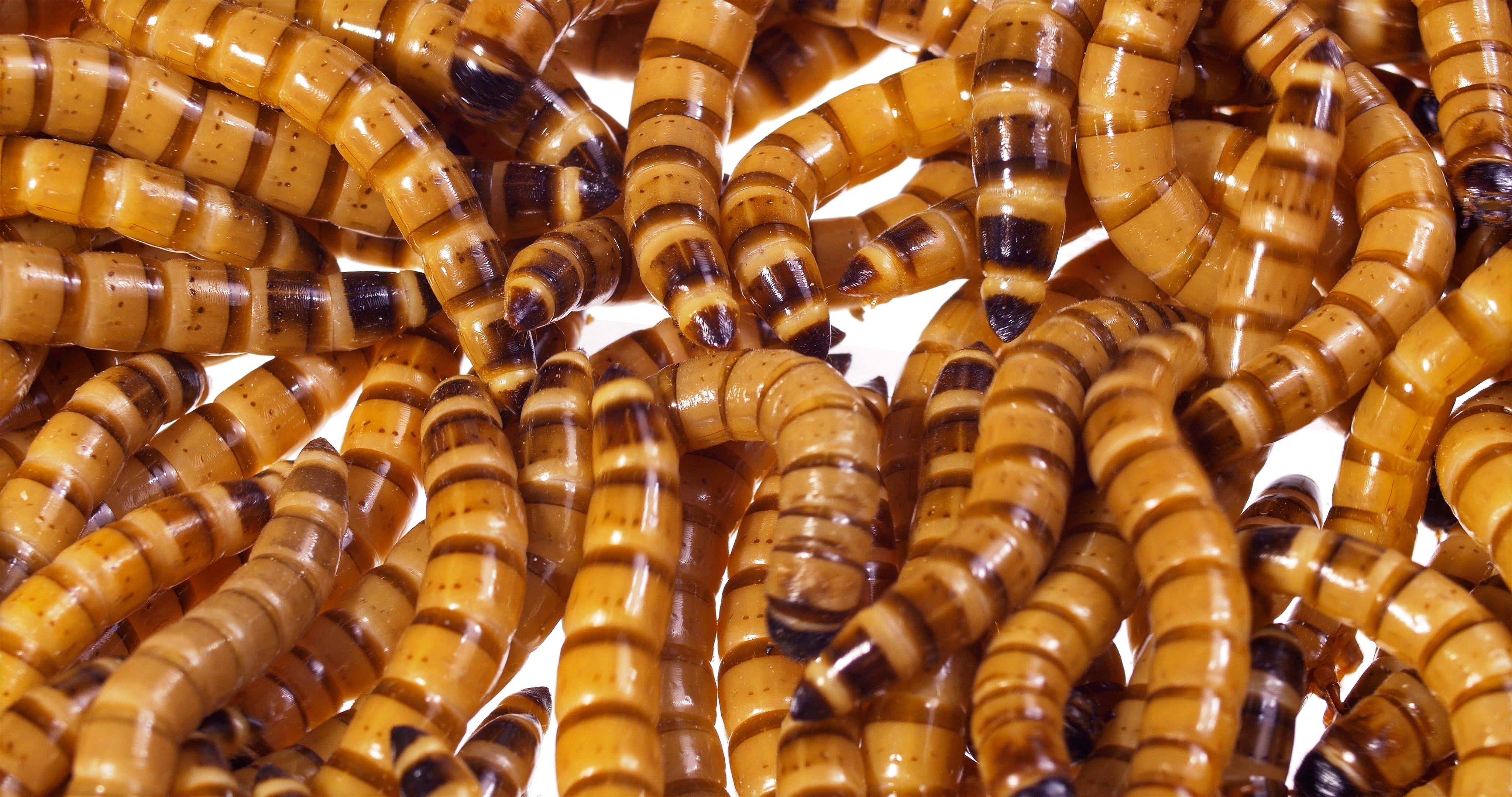 Caring for Live Superworms - Keep your superworms alive! – Ovipost